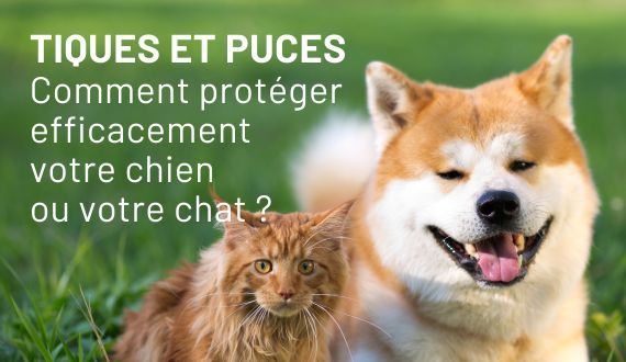 Tiques et puces : comment protéger efficacement votre chien ou votre chat au quotidien ?